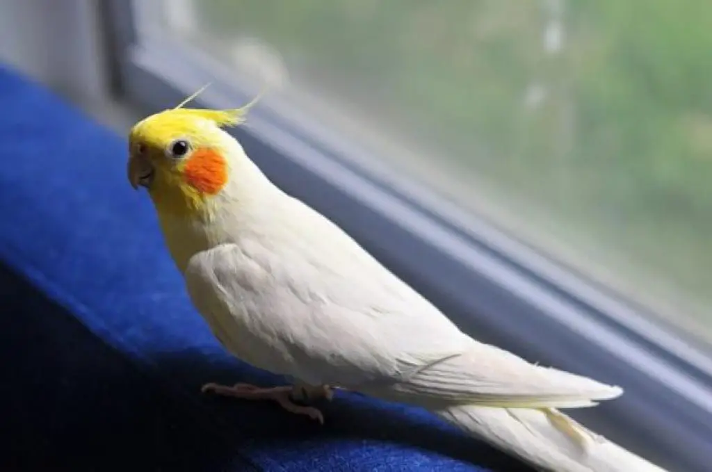 How Much Does a Cockatiel Cost? Ultimate Guide How much does cost?