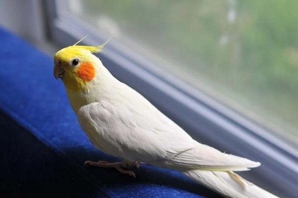 Cockatiel Price