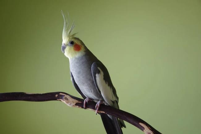 How Much Does a Cockatiel Cost