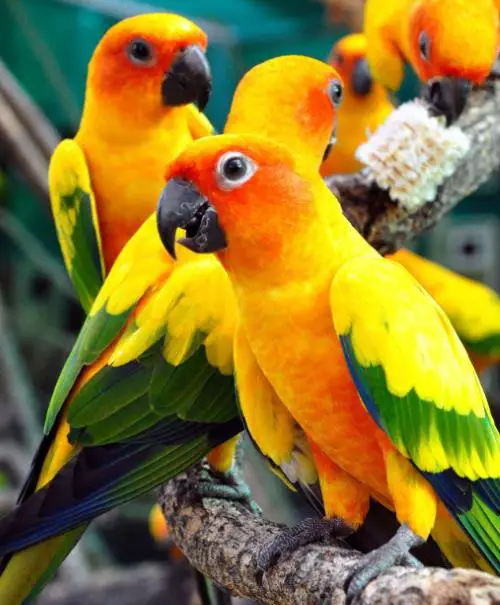 How much does a Sun Conure Cost