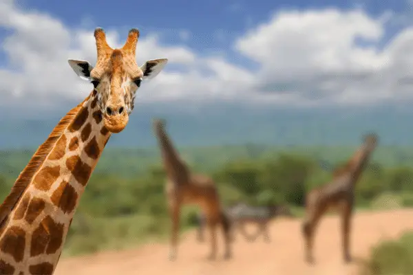 How Much Does a Giraffe Cost? (Real Life Examples)