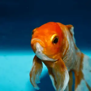 gold-fish-cost