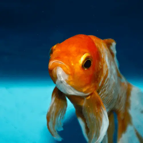 How Much Does Goldfish Cost? - How much does cost?