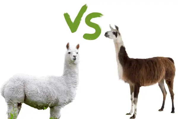 Alpacas-vs-llama-costs