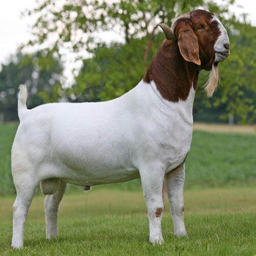Boar goat 