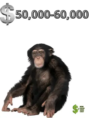 Chimpanzee-cost