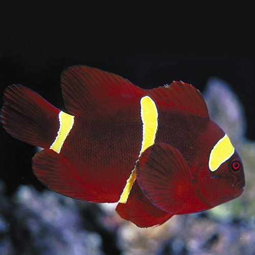 Gold-stripe maroon clownfish