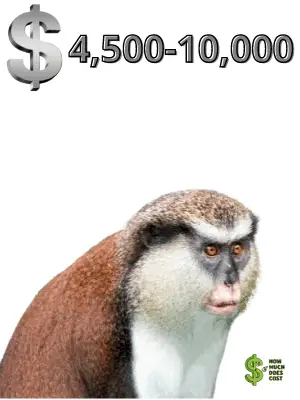 Guenon-cost