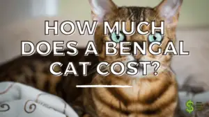 HOW MUCH DOES A BENGAL CAT COST (1)