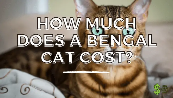 How much does a Bengal cat cost? - How much does cost?