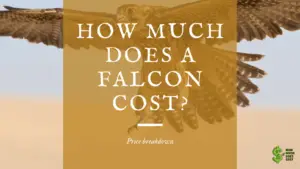 HOW MUCH DOES A FALCON COST?