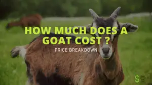 HOW MUCH DOES A GOAT COST