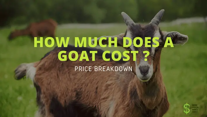 How Much Does A Goat Cost? : Price Breakdown - How much does cost?