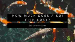 HOW MUCH DOES A KOI FISH COst