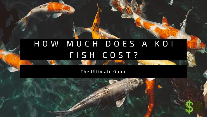 how-much-does-a-koi-fish-cost-how-much-does-cost