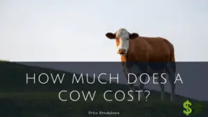 HOW MUCH DOES COW COST
