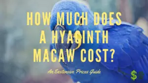 How Much Does A Hyacinth Macaw cost