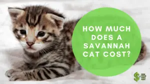 How Much Does A Savannah Cat Cost