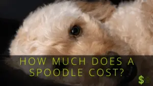 How Much Does a Spoodle Cost