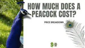 How much does a Peacock cost
