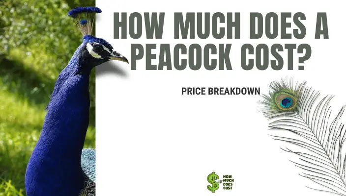 how-much-does-a-peacock-cost-how-much-does-cost