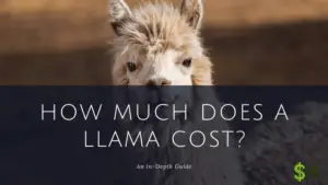 How much does a llama cost
