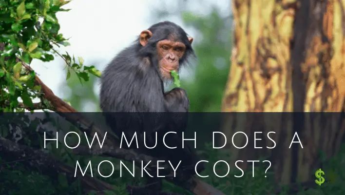 How Much Does A Monkey Cost? - How much does cost?