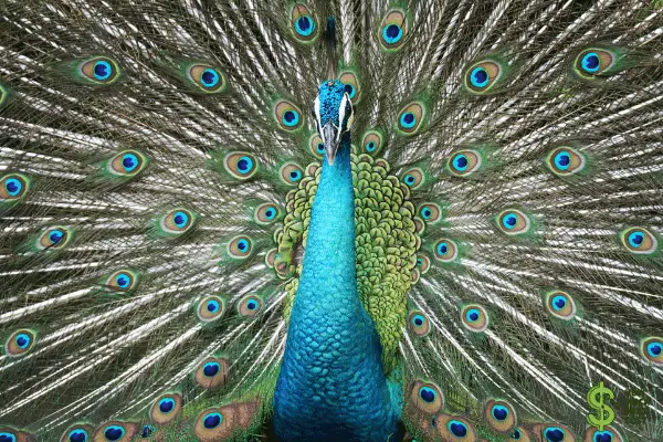 Indian blue peacock
