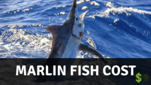 Marlin fish cost