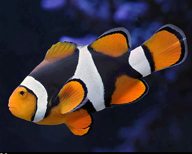 Percula clownfish cost