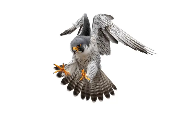 Peregrine Falcon