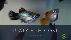Platy Fish COST