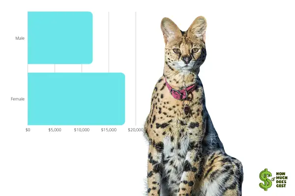 F1 Savannah cat-chart-price