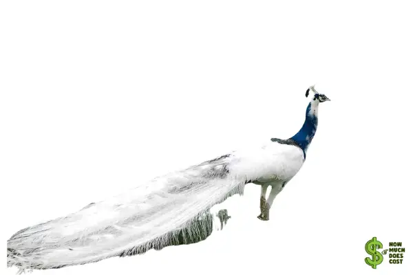 Silver pied peacock 