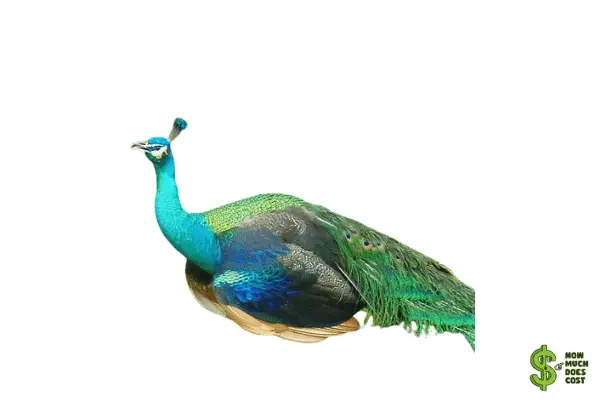 Spalding peacock