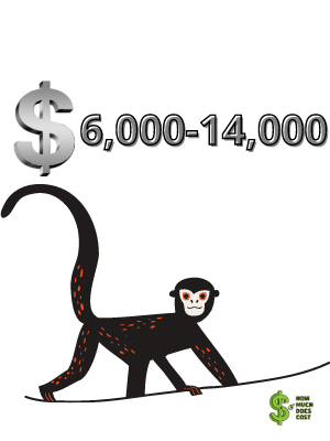 Spider Monkey-cost