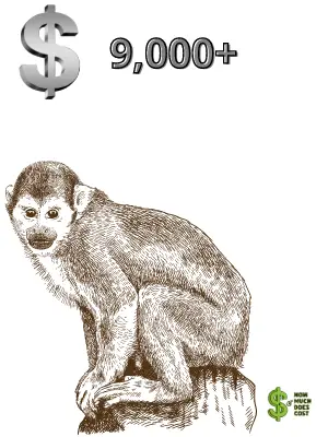 Squirrel Monkey-cost