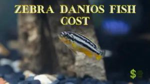 Zebra Danios Fish Cost