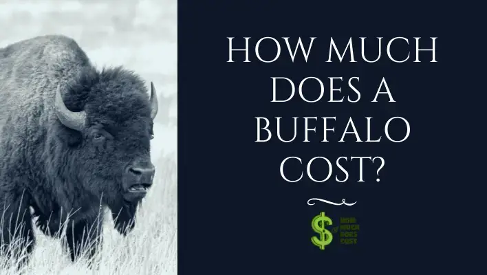 How Much Does A Buffalo Cost In Depth Guide How Much Does Cost