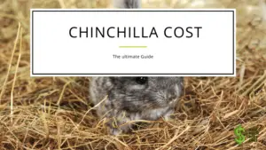 chinchilla cost