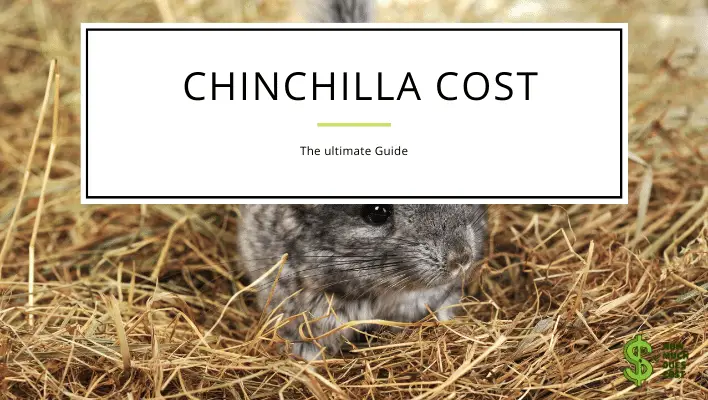 How Much Does A Chinchilla Cost? - Cost Guide - How much does cost?