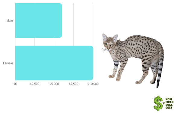 f2-cat-chart-cost