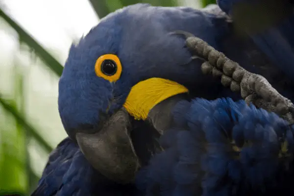 food- hyacinth macaw