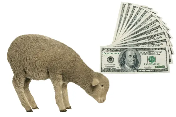 Why do lambs cost so much?