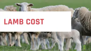 Lamb-cost