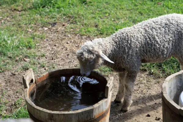 lamb-water-cost