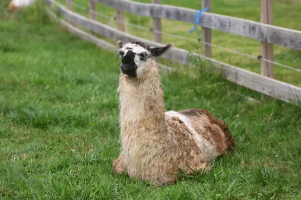 llama-cost-of-Fenced 