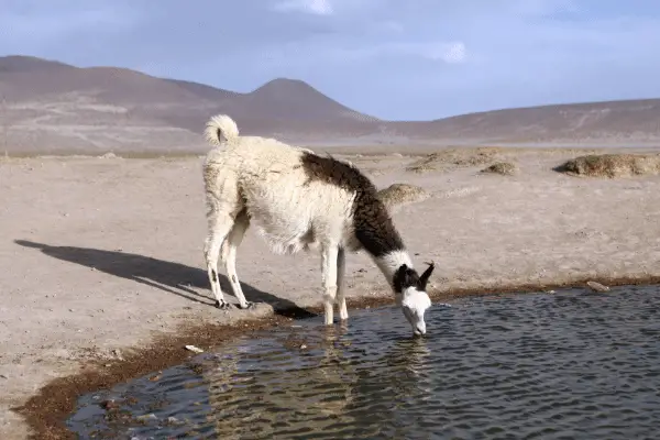llama-cost-of-water