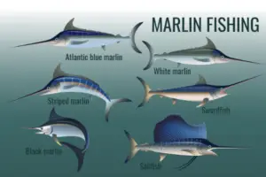 How Much Does Marlin Fish Cost? (In-Depth) - How much does cost?