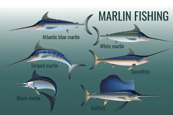 marlin fish types